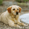 Azalea Dog Training Club